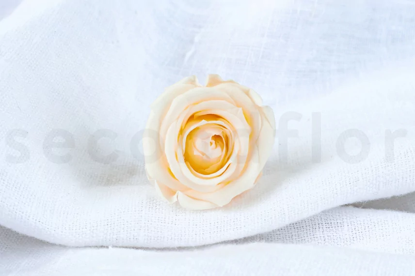 Preserved rose Verdissimo M - Box of 12 - Champagne