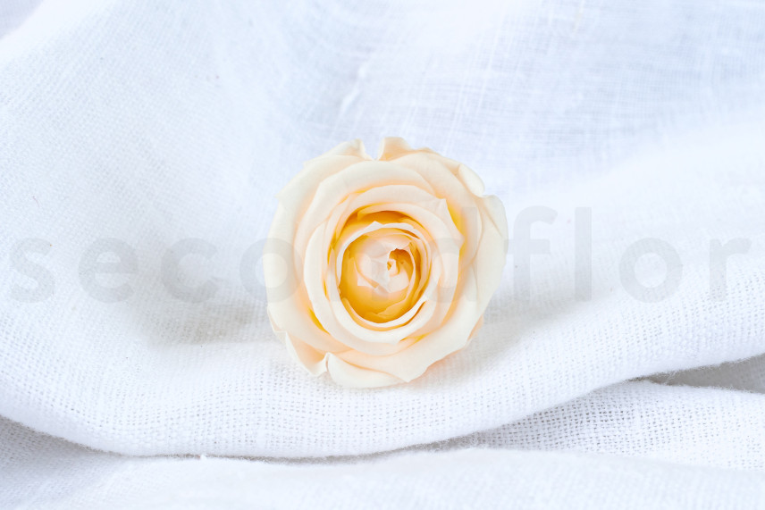 Stabilisierte Rose Verdissimo M - Verpackung 12 St. - Champagne