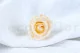 Konservierte Rose M Champagne (x12) 1