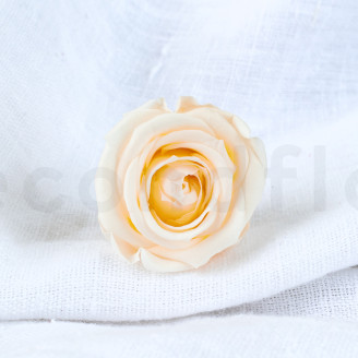 Rosa preservata Verdissimo M - Scatola da 12 - Champagne