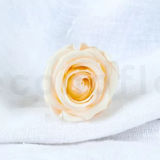 Rosa stabilizzata Verdissimo M - Scatola da 12 - Champagne