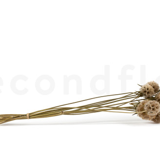 Scabiosa stellata stabilis&eacute;e - 10 tiges - Naturel