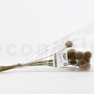 Scabiosa stellata stabilized - 10 stems - Natural