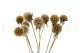Scabiosa stellata preservada Natural (x10) 6