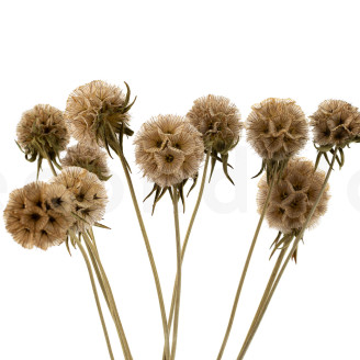 Scabiosa stellata preserved - 10 stems - Natural