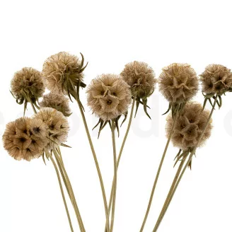 Scabiosa Stellata stabilis&eacute;e Naturel (x10)