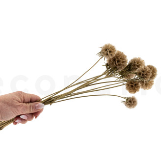 Scabiosa stellata stabilis&eacute;e - 10 tiges - Naturel