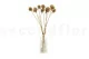 Scabiosa Stellata stabilis&eacute;e Naturel (x10) 2