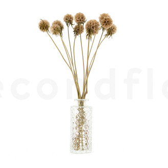 Scabiosa stellata stabilis&eacute;e - 10 tiges - Naturel