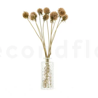 Scabiosa stellata stabilizzata Naturale (x10)