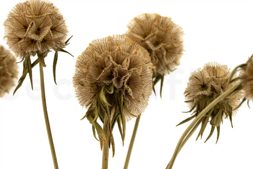 Scabiosa stellata konserviert - 10 Stiele - Natur