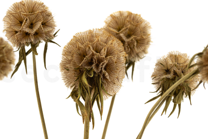 Scabiosa stellata stabilis&eacute;e - 10 tiges - Naturel