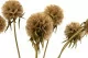 Scabiosa stellata stabilizzata Naturale (x10) 1