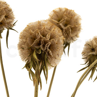 Scabiosa stellata stabilis&eacute;e - 10 tiges - Naturel