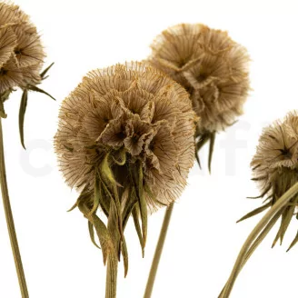 Scabiosa Stellata stabilis&eacute;e Naturel (x10)
