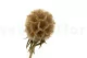 Scabiosa Stellata stabilis&eacute;e Naturel (x10) 4