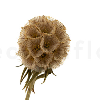 Scabiosa stellata stabilisiert - 10 Stiele - Natur