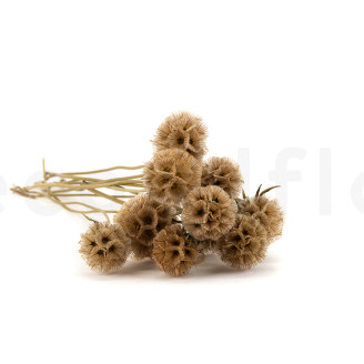 Scabiosa stellata stabilized - 10 stems - Natural