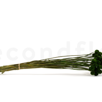 Billy Buttons Preserved - Bouquet - Eden Green