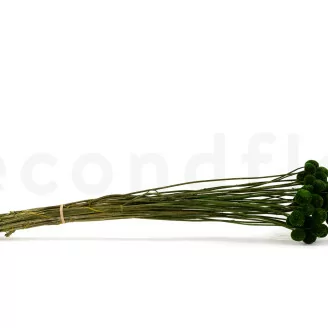 Craspedia stabilis&eacute; Eden Green