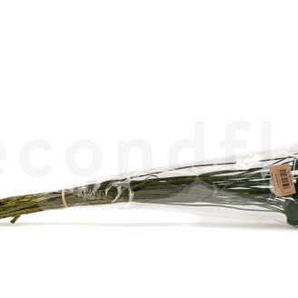 Craspedia Stabilis&eacute; - Bouquet - Eden Green