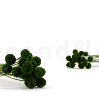 Craspedia preservata - Mazzo - Eden Green