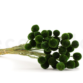 Billy Buttons Preserved - Bouquet - Eden Green