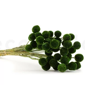 Craspedia stabilis&eacute; Eden Green