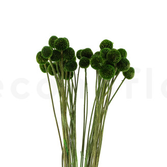 Craspedia Stabilis&eacute; - Bouquet - Eden Green