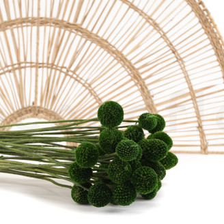 Craspedia stabilizzata - Mazzo - Eden Green