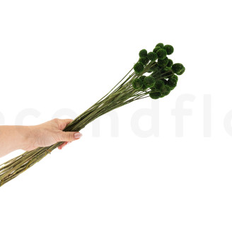 Billy Buttons Preserved - Bouquet - Eden Green