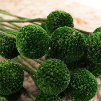 Craspedia stabilis&eacute; Eden Green