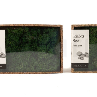 Lichen Stabilis&eacute; - Creabox M - Forest Green