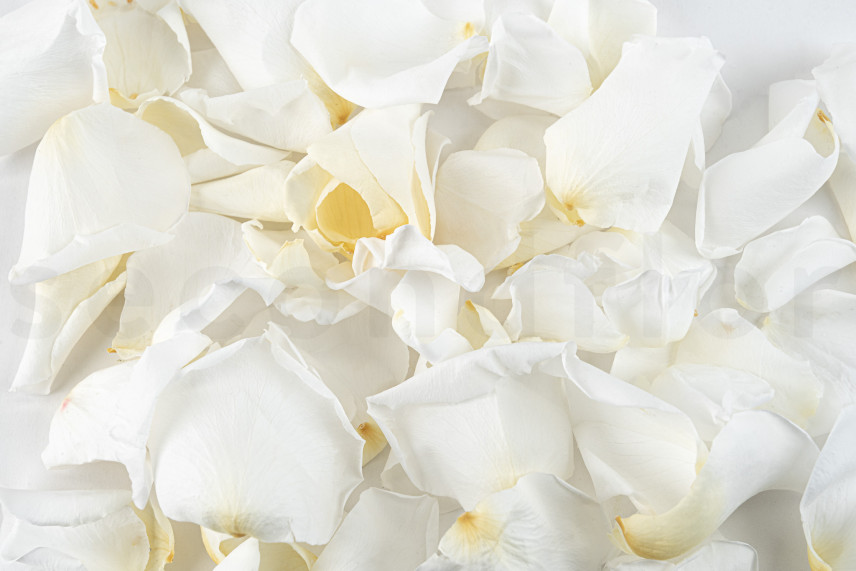 Rose petals stabilized - White