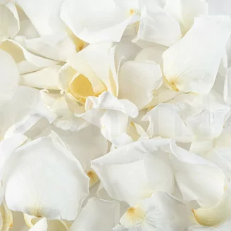 Preserved Rose Petals White