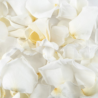 Rose petals preserved - White