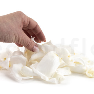 Petali di rosa preservati - Bianco