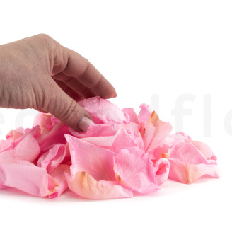 P&eacute;talos de Rosa Preservados - Rosa