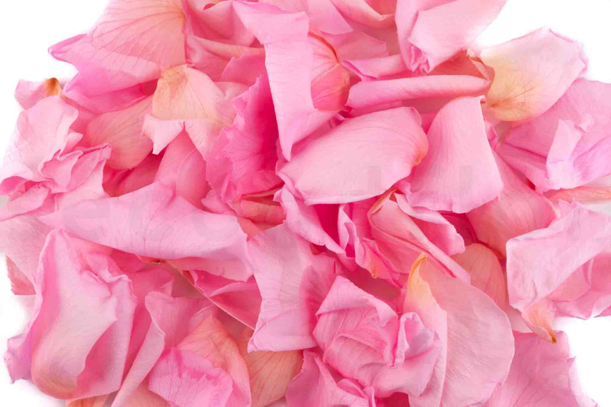 Rose petals stabilized - Pink