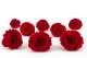 Rose stabilis&eacute;e L Rouge (x8) 4