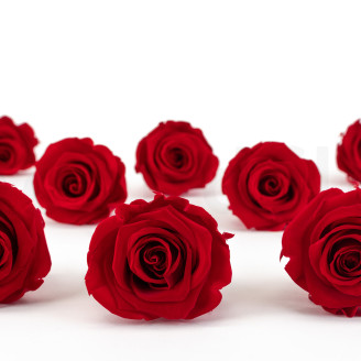 Preserved rose Kiara L - Box of 8 - Vibrant Red
