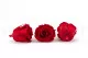 Rosa preservada L (x8) Rojo 5