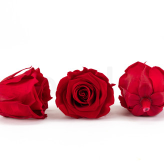Preserved rose Kiara L - Box of 8 - Vibrant Red
