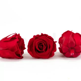 Rose stabilis&eacute;e L Rouge (x8)