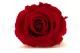 Rosa stabilizzata L Rosso (x8) 3