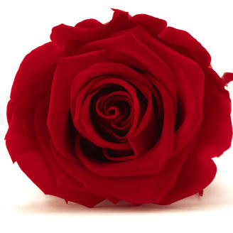 Preserved rose Kiara L - Box of 8 - Vibrant Red