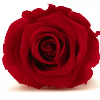 Rose stabilis&eacute;e L Rouge (x8)