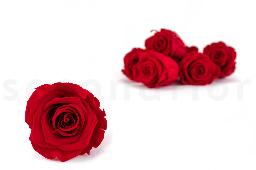 Konservierte Rose Kiara L - Verpackung 8 St. - Vibrant Red