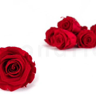 Preserved rose Kiara L - Box of 8 - Vibrant Red