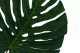 Monstera artificiale - Ignifuga 2